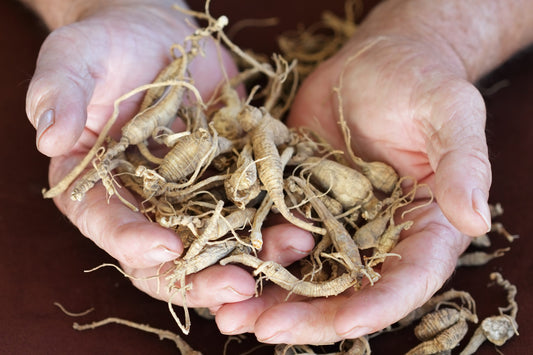 Benefits of American Ginseng