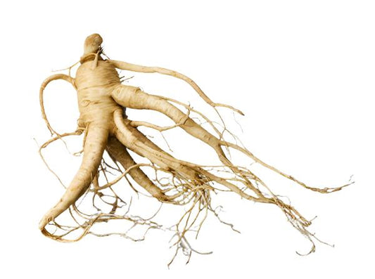 FRESH GINSENG