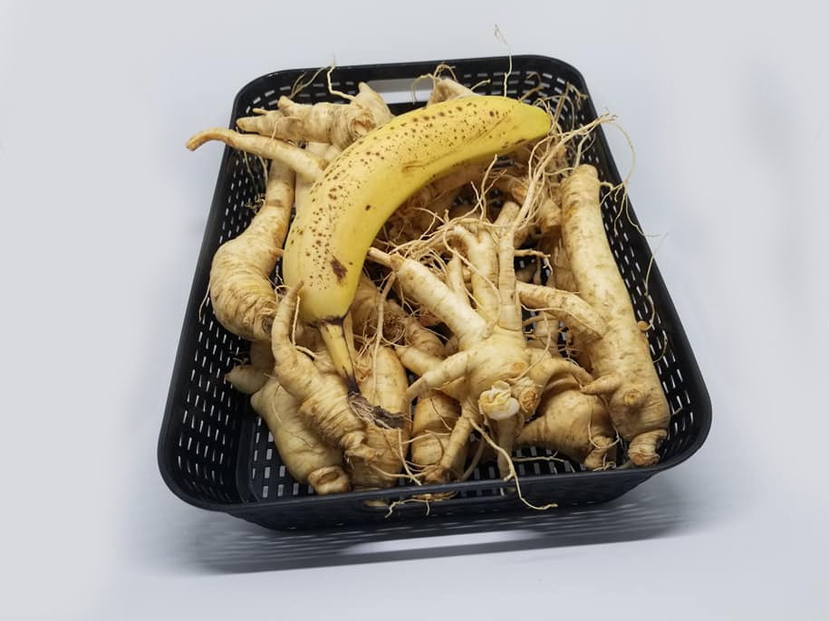 FRESH GINSENG